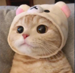 Meowkiz closet!!(FIXING LATER SINCE MADE ON SAM)