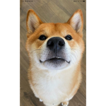 Shiba Loves