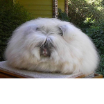 Angora Gaming Bunny
