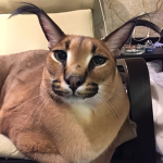 Caracal Cats Community