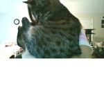 Grace's Cat Loving Apparel