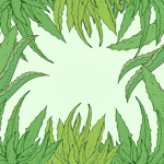 Aloe Vera Clothing