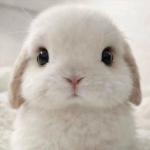 pawwify