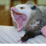 Possum (ARMY)