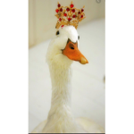 The royal ducky’s!