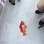 group of rare fish