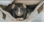RATS reeeeee