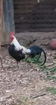 Los pollitos KFC
