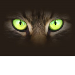 Fighting Cats THE 2nd