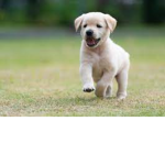 Teen puppies forever