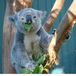 The koala bear group