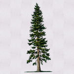 Douglas Fir Party