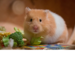 Hamster Party Squad