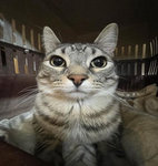 *ZazuCat Fan*