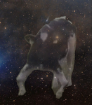 •Star Cow Cult•