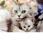 Animal Lovers & Protecters