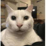 popcat mafia