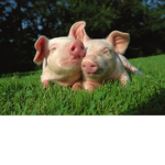 OFFICIAL PIG GROUP