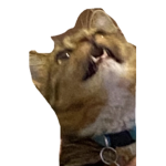 Cat cult teri