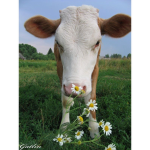 cows team