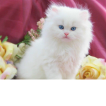 I love cats !!!