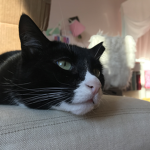 Bella’s Little Bonkers