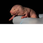 A RaTTTtTTtT