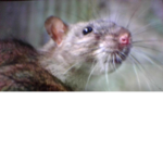 Join Rats United after join this group