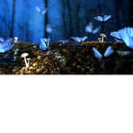 THE RELAXING BUTTERFLY GROUP