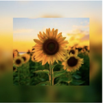 Sunflower squads <3
