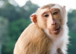 Monkeys take over! (UK)