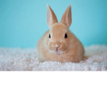 bunnyss united