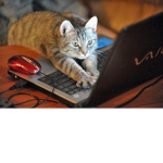HD Cats Rolblox Group