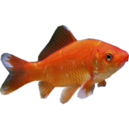 goldfish icon Roblox decal