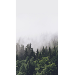The unknown woods