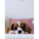 Teddy play