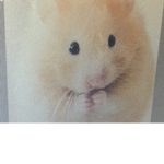 Hamster94112