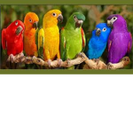 rainbow birds