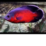 The Official Fish United!