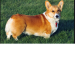 CORGI POWER SO CUTE