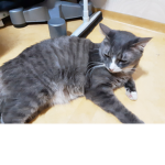 망고냥이