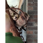 Sloth world #1