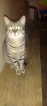 Los gatatinos