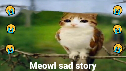 [😌NOW!☯] Meowl Sad Story
