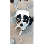 <3 Border Collie Fans <3
