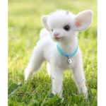 *Animal fans*!