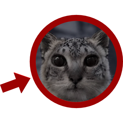 *paws at you* Snow Leopard Pointing Arrow