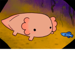 Hello axolotl