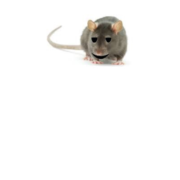 s u tart meets the rats