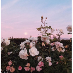 Aesthetic group1